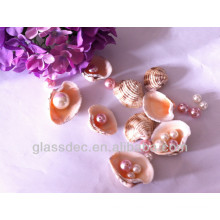 seashell come from nature with pearls mixed